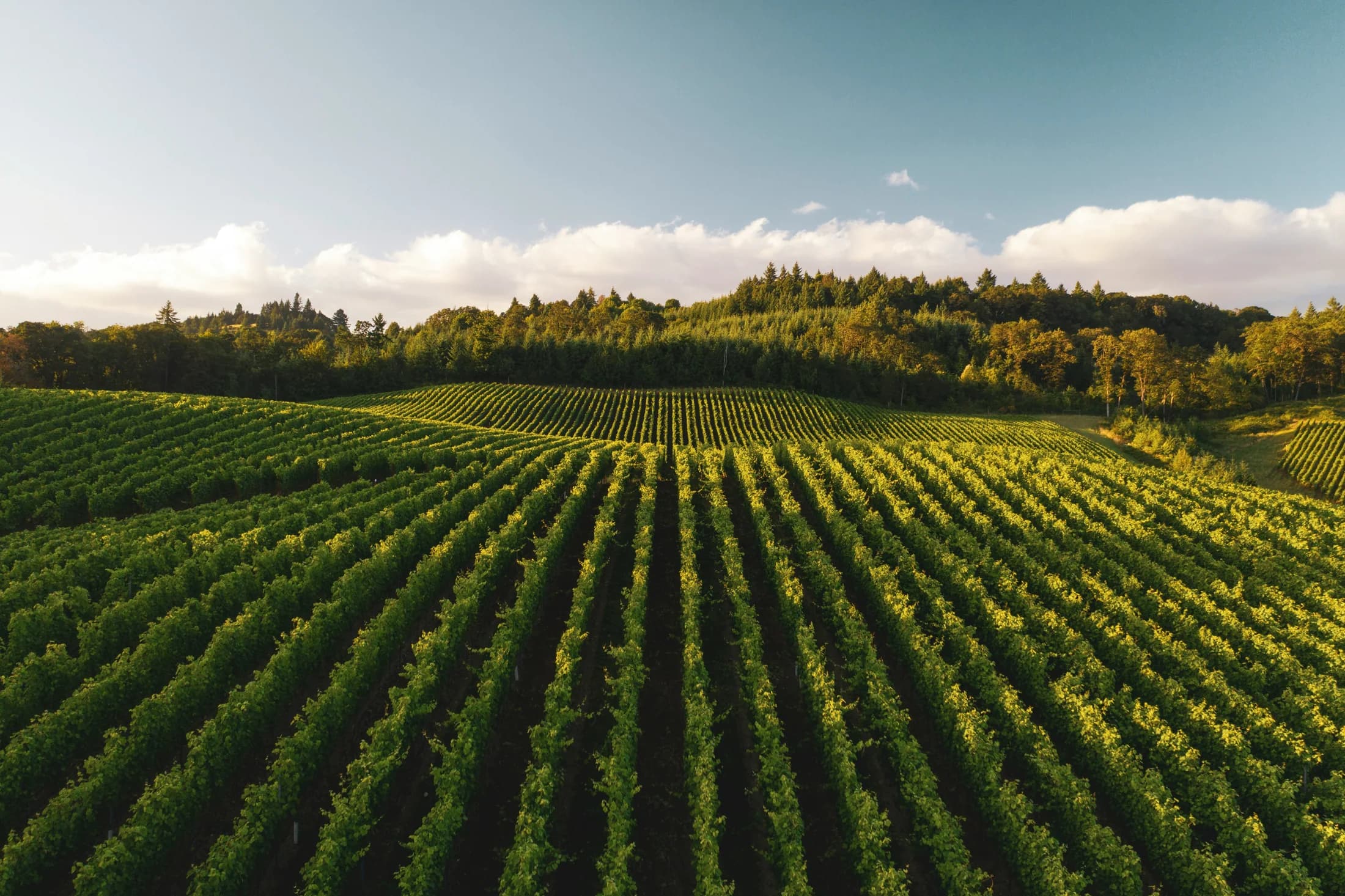 Field rows used as a wet lab validation visual