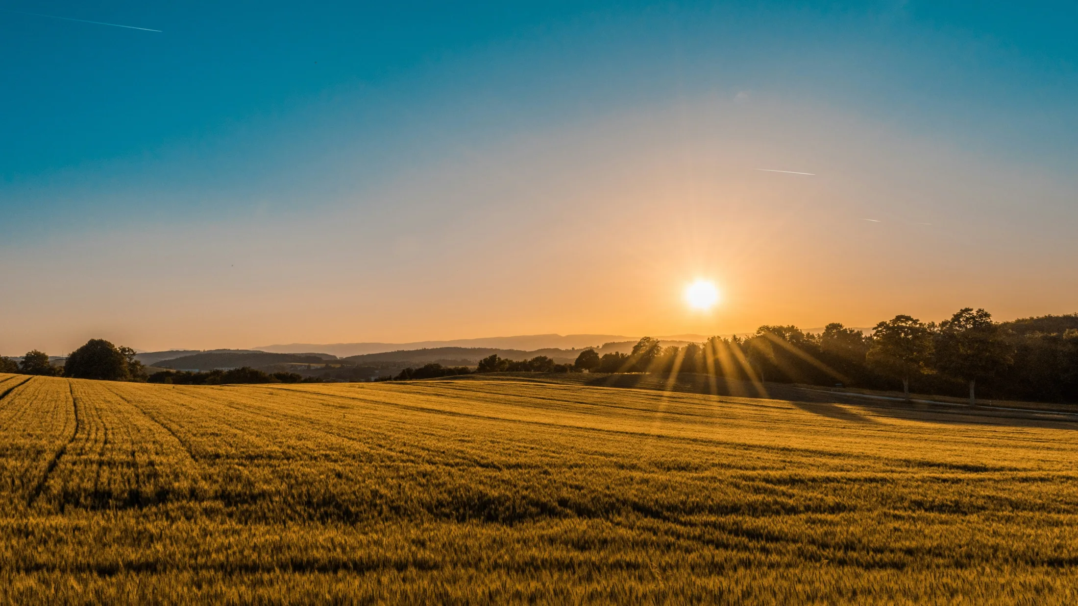 Wide crop field at sunset
